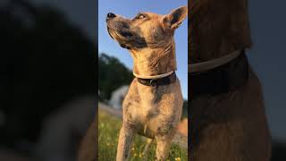 Wooffy’s Golden Adventure: A Tail-Wagging Quest