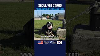 Relocate Dog from US🇺🇸 to Korea🇰🇷[미국에서 한국으로 강아지 운송] #petrelocation #pettravel