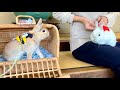 130 弟うさぎを健気に待つ兄うさぎを見て心が洗われました An Older Brother Rabbit Waiting For His Younger Brother Rabbit 130 弟うさぎを健気に待つ兄うさぎを見て心が洗われました An Older Brother Rabbit Waiting For His Younger Brother Rabbit