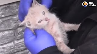 Baby Animals Rescued At The Perfect Time | The Dodo Best Of