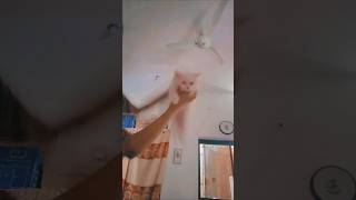 Funny Cat Reactions 😹 | Sweetie Ka Cute Style 🐾