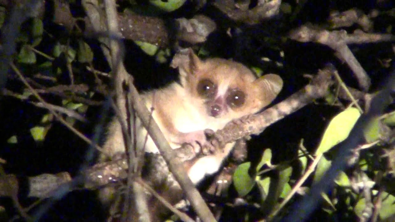 Madame Berthe S Mouse Lemur Smallest Primate In The World Youtube Madame Berthe S Mouse Lemur Smallest Primate In The World Youtube