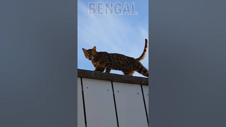 Watch the video about Bengal...genießt die Sonne #cat #bengal #bengalcat #fight #kitten