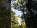 చెట్లు మాట్లాడుకుంటాయా? 🌳 అడవిలోని రహస్య భాష!