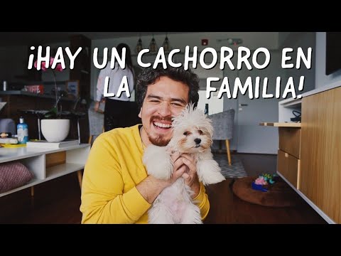 ¡TENEMOS UN CACHORRO! /Kylo se unió a la familia.