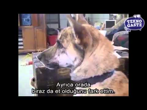 Konuşan Köpek - Türkçe Altyazı