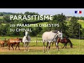 Gnralits sur les parasites digestifs des quids  marie delerue