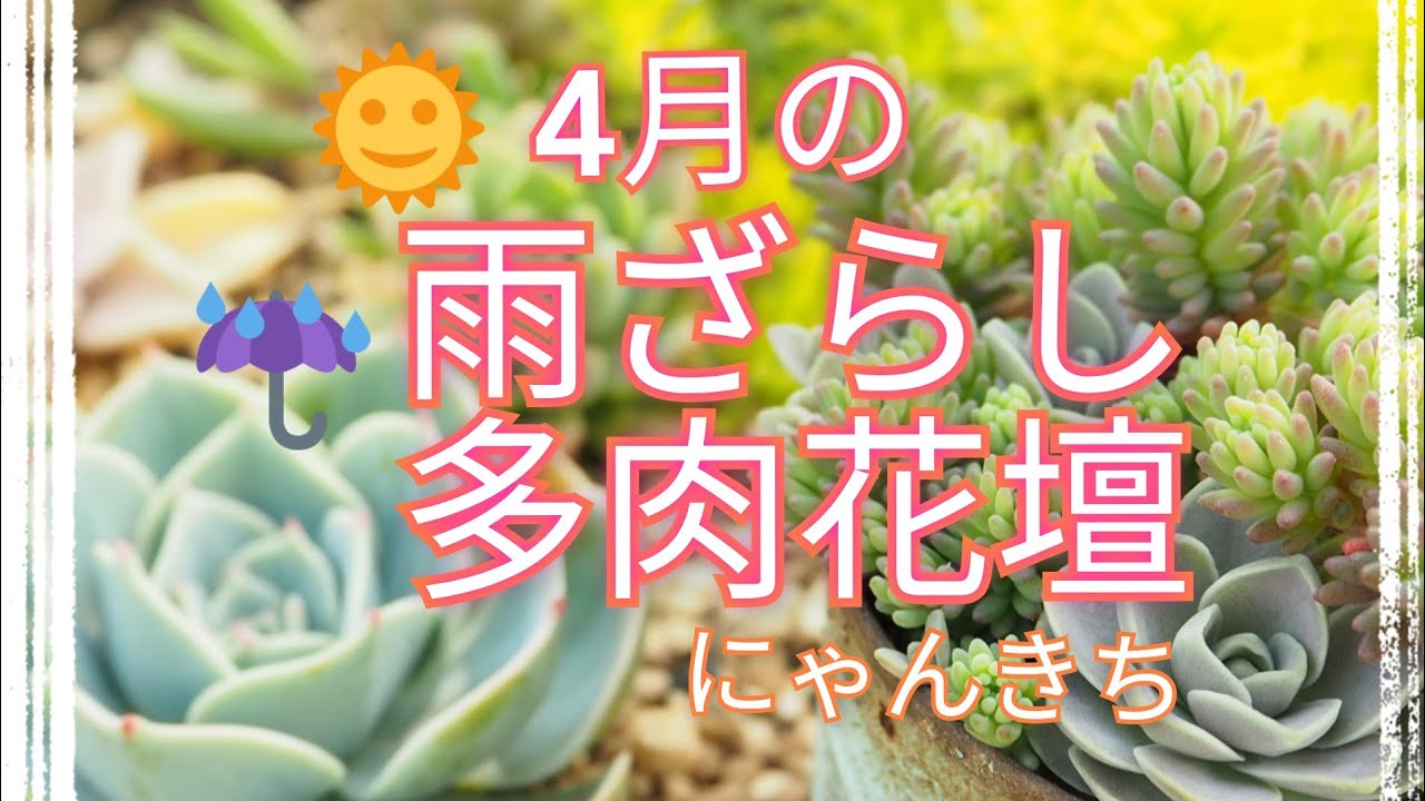 多肉植物 多肉地植え 多肉花壇 多肉植物 4月の多肉地植え花壇の様子の紹介です Youtube