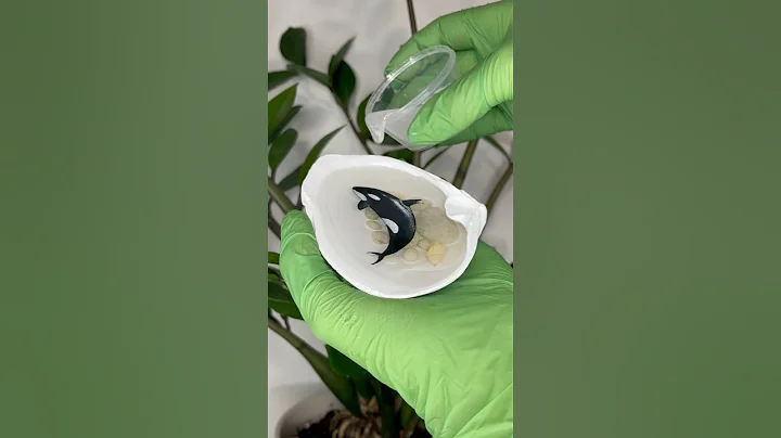 Orca whale in shell 🐚 #painting #shorts