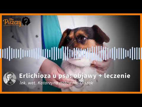 Erlichioza u psa | Lek. wet. Katarzyna Hołownia-Olszak