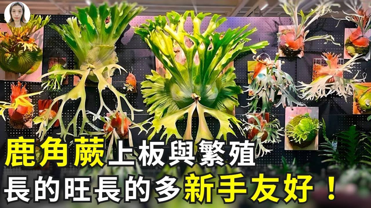 網紅鹿角蕨，上板也好繁殖也好，都適合放在衛生間，葉子長的大長的快！花花世界