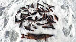 Удачная Зимняя Рыбалка на Ламбах в Карелии 2025 г 🎣