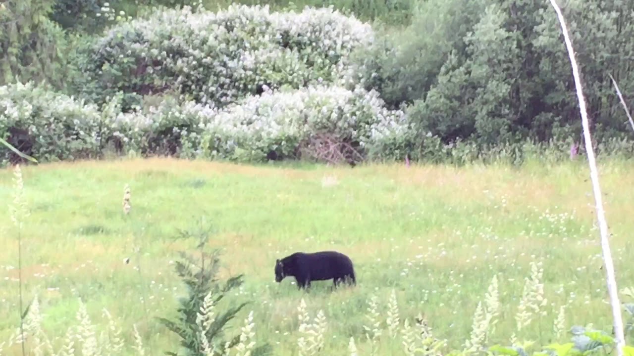 Black bear eating flowers. YouTube
