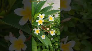 The Nice Flower Plumeria|Nice Flower|Plumeria.#viral #flowers #viralvideo #plant #short #garden