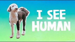 I See Human | What About Bunny