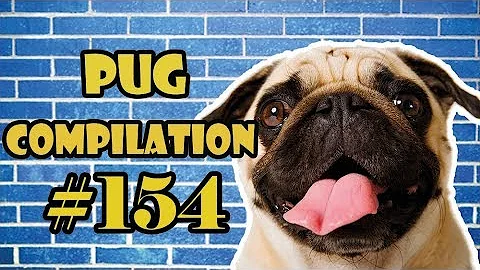 Pug Compilation 154 - Funny Dogs but only Pug Videos | Instapug