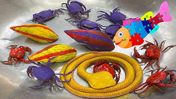 Kem Ốc và cua Chanel bắt con vật màu sắc: cua, con rắn, khủng long, con hổ con vịt, con bò, con cá.