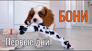 Первый день с Бони (Бейли). Щенок Кавалер Кинг Чарльз Спаниель