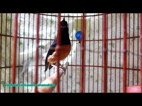 ลีลานกไทย (Rave) White-rumped shama