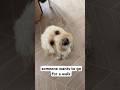 his little head tilt 🥹 #pov #vlog #dog #dogshorts