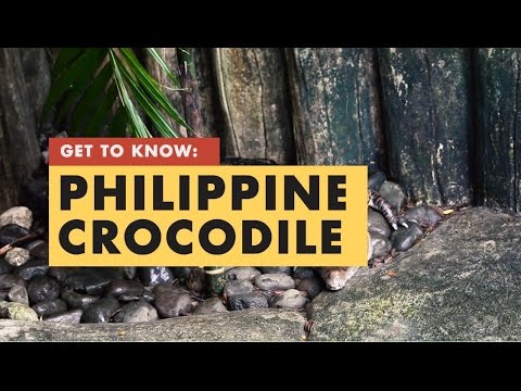 Get To Know: The Philippine Crocodile