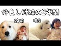 【祝♡】超大型犬が産まれた時からずっとお世話をしていた妹が2歳に!2人を振り返るとそこには愛しかありませんでした。|グレートピレニーズ&オールドイングリッシュシープドッグ&トイプードル