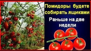 Хороший урожай помидор. Самый важный секрет большого урожая томатов