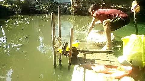 Kiếm cá ăng cơm