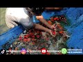 VLOG PANEN SHOWA SHOWA-NGAR SUPER MERAH 🔥