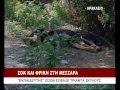 Κρήτη : Σκηνές φρίκης στον χώρο μαρτυρίου των 30 ζώων από τον εκπαιδευτή! Ζωντανά 3 σκυλιά ( Video )