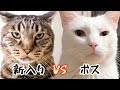 【大喧嘩】やりたい放題の新入り保護猫にボス猫ブチ切れ‼︎