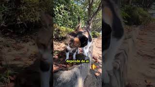 ¿CUÁNTO TARDA EN APARECER UN GATO PERDIDO? LA RESPUESTA  #gatos #gatumanía#shorts
