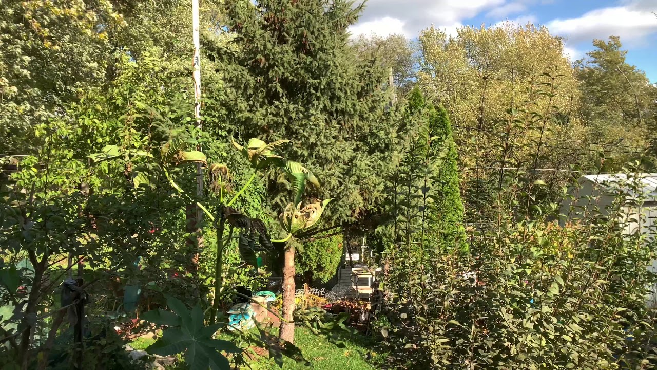 Backyard Windy Day 10/22/2019 YouTube