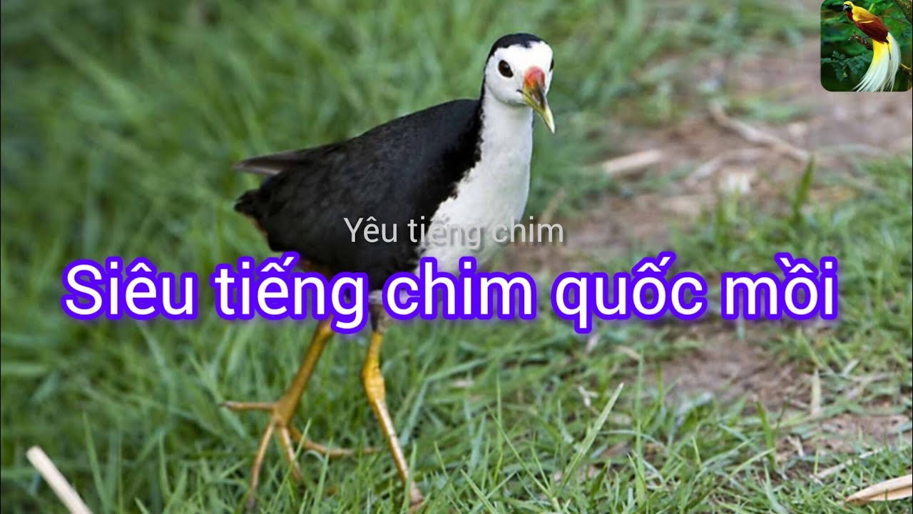 Siêu chim quốc mồi siêu bắt bổi mới nhất 