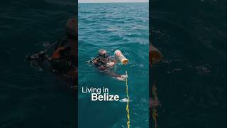 The magic of diving in Belize 🇧🇿 #belize #diving #dolphins