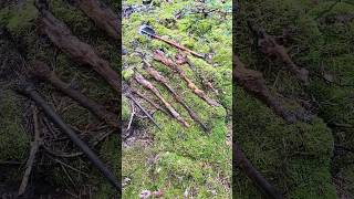 Bunch of WW2 rifles found in the Berlin woods. #ww2 #youtubeshorts #metaldetecting #worldwar2