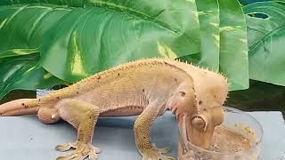 crested gecko care 101