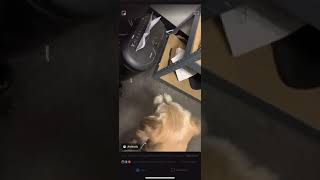 Dog reaction to paper shredder