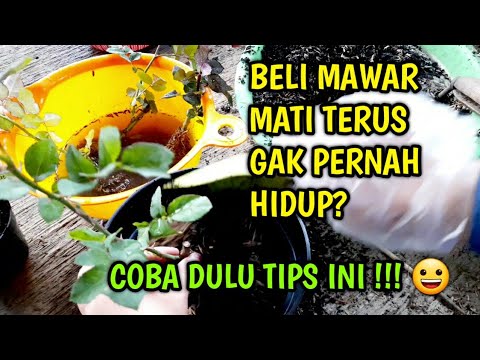 Video: Bolehkah Anda Menanam Bunga Mawar Di Dalaman – Cara Menyimpan Bunga Mawar Di Dalaman Secara Kekal