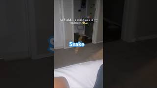 'They are EVERYWHERE. I’m moving out tomorrow. 🐍😭💀✈️'#snake #fyp #animals #shocking #scary 'They are EVERYWHERE. I’m moving out tomorrow. 🐍😭💀✈️'#snake #fyp #animals #shocking #scary