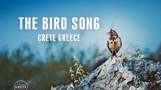 Crete Nature / The Bird Song / Crested Lark @ Potamos Beach Malia / Daily CRETE Greece