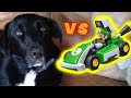 Mario Kart Live Home Circuit Vs. Dog!
