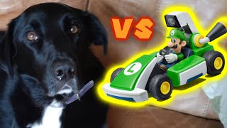 Mario Kart Live Home Circuit Vs. Dog!