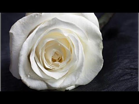 ما معنى الوردة البيضاء