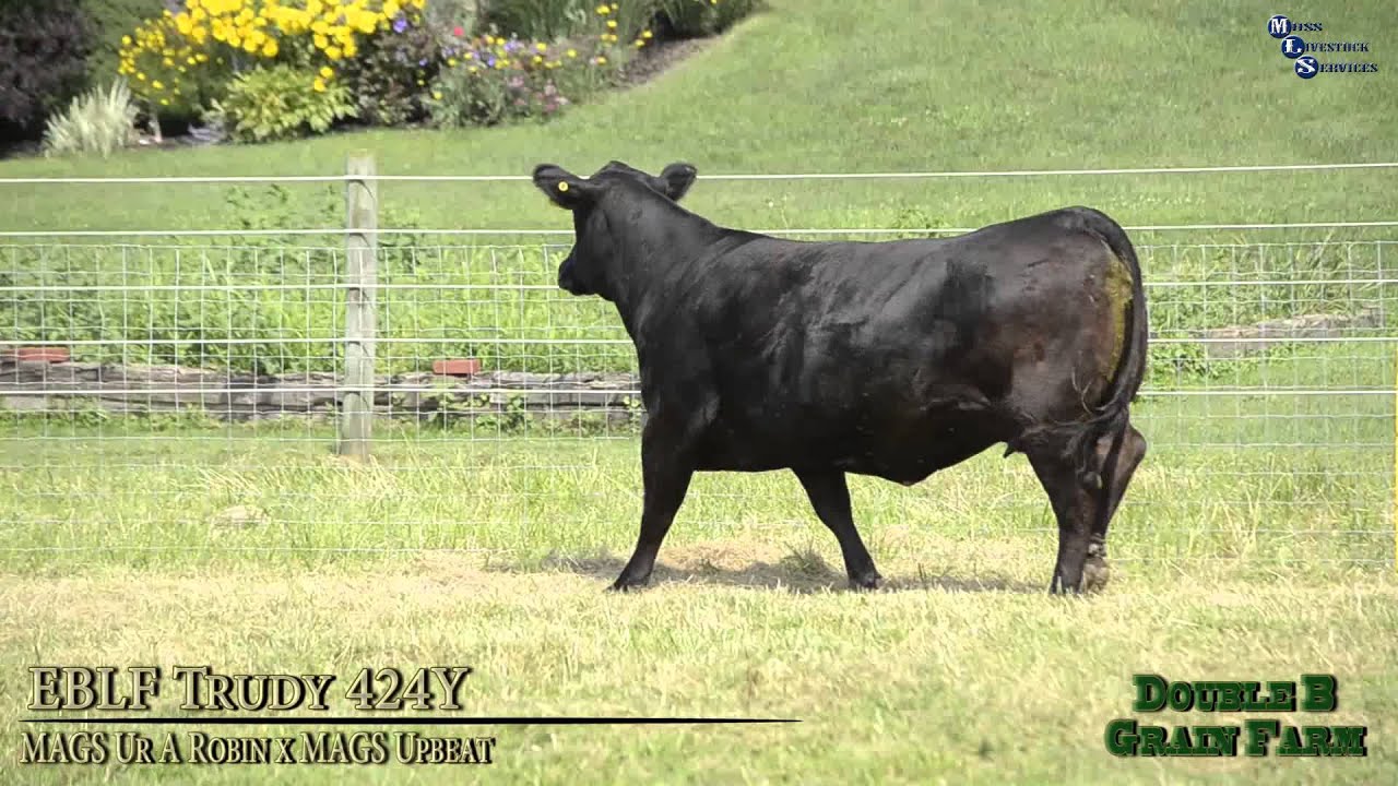 EBLF Trudy 424Y - YouTube