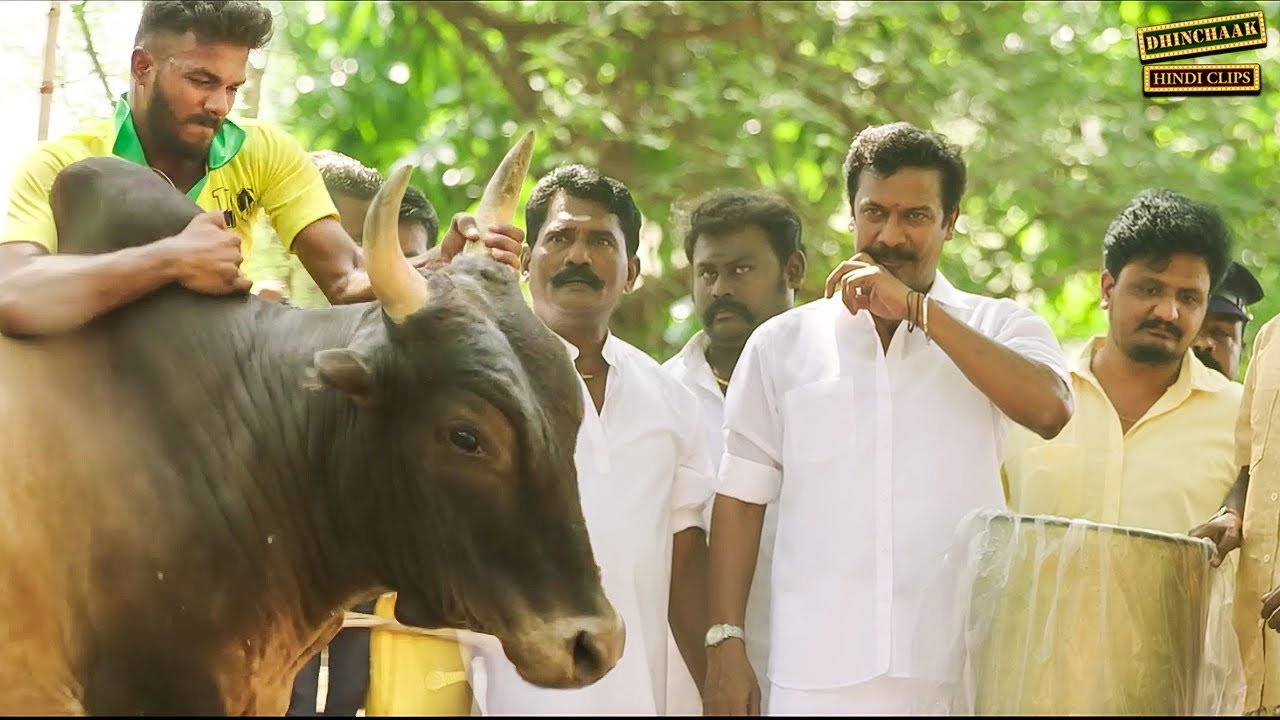 हमारी बैल को कोई पकड़ नहीं पायेगा - Bull Catching Action | Samuthirakani South Hindi Action dubbed