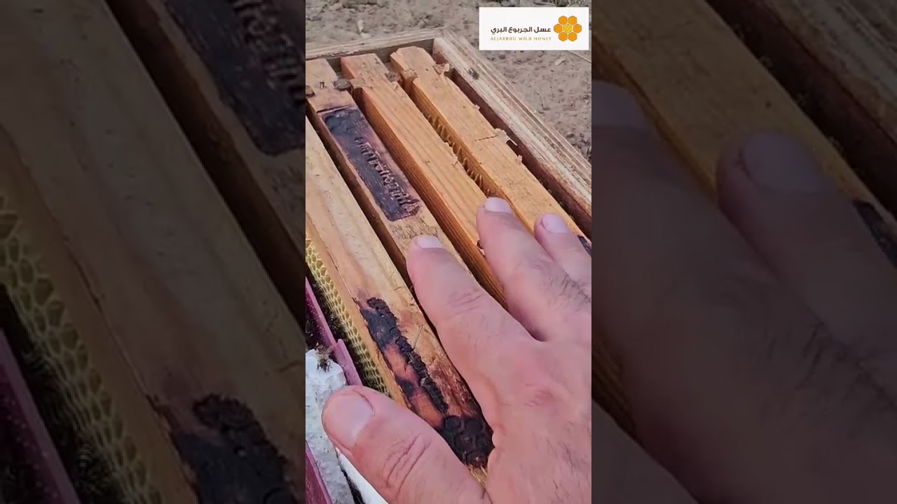 تجهيز النحل للتشتية في شهر سبتمر واكتوبر #الجربوع_للعسل_البري #عسل_الجربوع #اكسبلور 