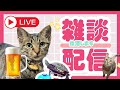 【飲酒雑談】猫と亀を見ながらまったり