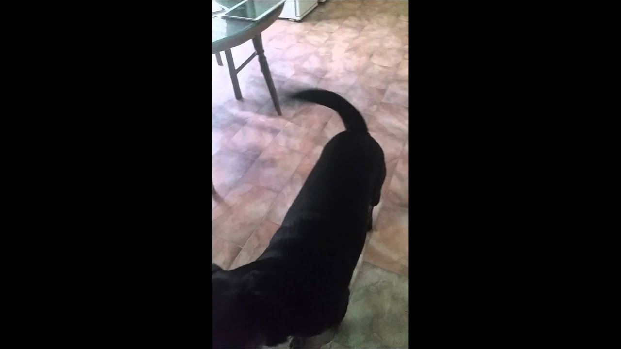 Bonnie CED Day 3   Barking game   Finito