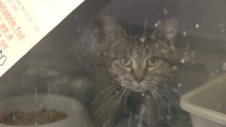 St. Joseph Animal Shelter offering free adoptions June 7